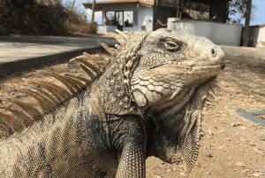 Panama: Smuk BioTour