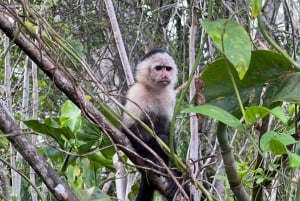 Panamá: Bådtur og dyreliv på Gatun-søen