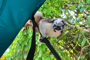 Panamá: Bootstour und Tierwelt auf dem Gatun-See