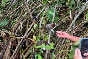 Panamá : Tour en bateau et faune sur le lac Gatun