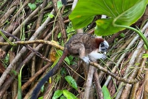 Panamá : Tour en bateau et faune sur le lac Gatun