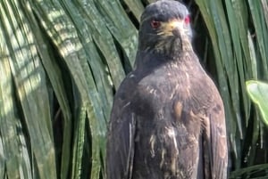 Snabb båttur i Panamakanalen Äventyr & Canal Visitor Center