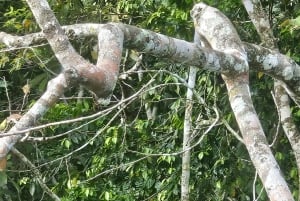 Panama Canal Fast Boat tour Adventure & Canal Visitor Center