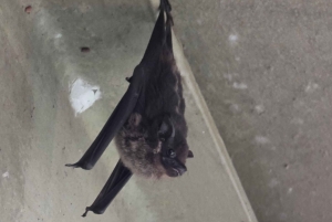 Panama Canal Fast Boat tour Adventure & Canal Visitor Center