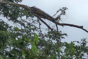 Panama Canal Fast Boat tour Adventure & Canal Visitor Center