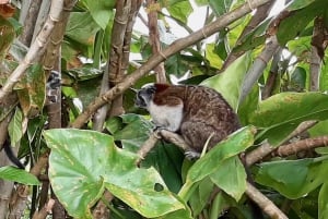 Panamakanalens Miraflores-slussar och rundtur på Monkey Island