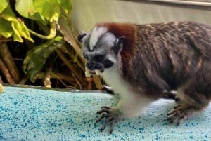 Excursão às Eclusas de Miraflores e à Ilha dos Macacos do Canal do Panamá