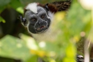 Panama Canal Tour New Locks & Monkey Island