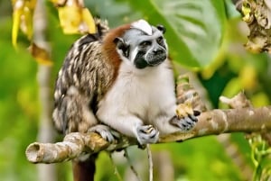 Panama Cityn kanavakierros: Monkey Island Wildlife Safari