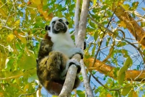 Panama Cityn kanavakierros: Monkey Island Wildlife Safari