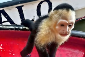 Kanalrundvisning i Panama City: Safari med vilde dyr på Monkey Island