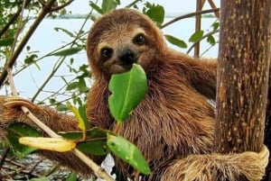 Panama City: Gamboa Aerial Tram & Sloth Sanctuary Tour: Gamboa Aerial Tram & Sloth Sanctuary Tour