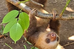 Panama stad: Gamboa Aerial Tram & Utflykt till Sloth Sanctuary