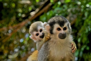 Panama City: Jungle and Gatun Lake Half-Day Adventure
