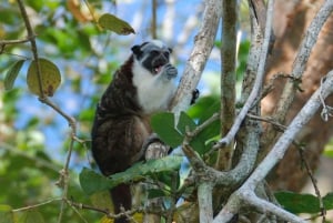 Ciudad de Panamá: Excursión Privada a la Isla de los Monos y la Aldea Embera