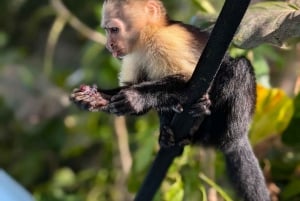 Panama City : Tour en bateau de l'île aux singes et du lac Gatun