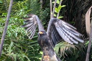 Panama City : Tour en bateau de l'île aux singes et du lac Gatun