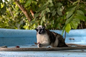 Panama City : Tour en bateau de l'île aux singes et du lac Gatun