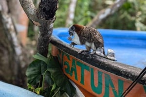 Panama City : Tour en bateau de l'île aux singes et du lac Gatun