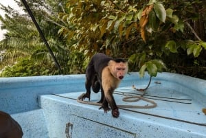 Panama City : Tour en bateau de l'île aux singes et du lac Gatun