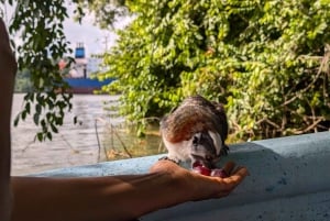 Panama City : Tour en bateau de l'île aux singes et du lac Gatun