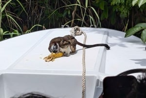 Panama City : Tour en bateau de l'île aux singes et du lac Gatun