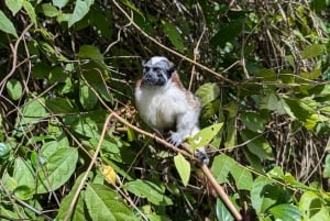 Panama City : Tour en bateau de l'île aux singes et du lac Gatun