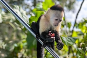 Panama City : Tour en bateau de l'île aux singes et du lac Gatun