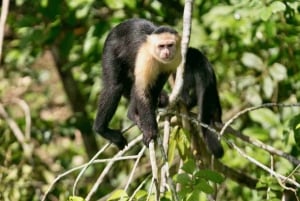 Panama stad: Monkey Island och båttur i Panamakanalen