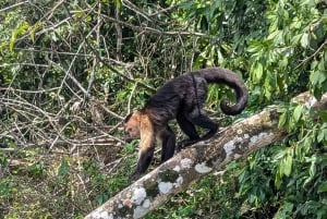 Panama City: Private Monkey Island and Panama Canal IMAX