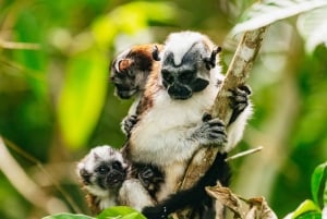 Panama City : Tour en bateau de l'île aux singes