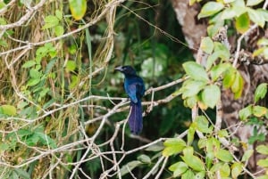 Panama stad: Båttur på Monkey Island