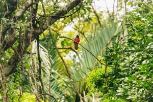 Panama City : Excursion en bateau sur l'île aux singes