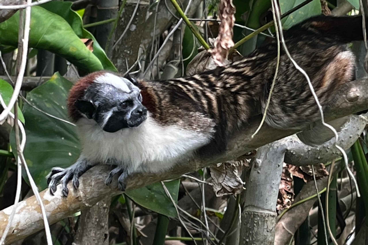 Panama City: Panama Canal & Monkey Island Guided Boat Tour