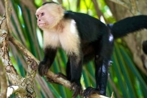 Panama City: Panama Canal & Monkey Island Guided Boat Tour