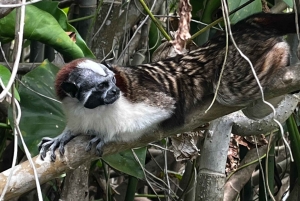 Panama City: Panama Canal & Monkey Island Guided Boat Tour