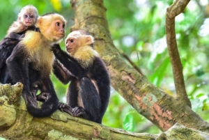 Panama City: Panama Canal & Monkey Island Guided Boat Tour