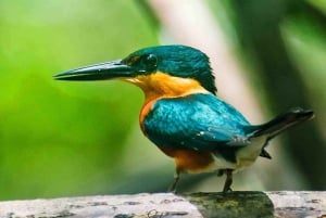 Ciudad de Panamá: Tour por la selva, el arrecife y Venas Azules de Portobelo