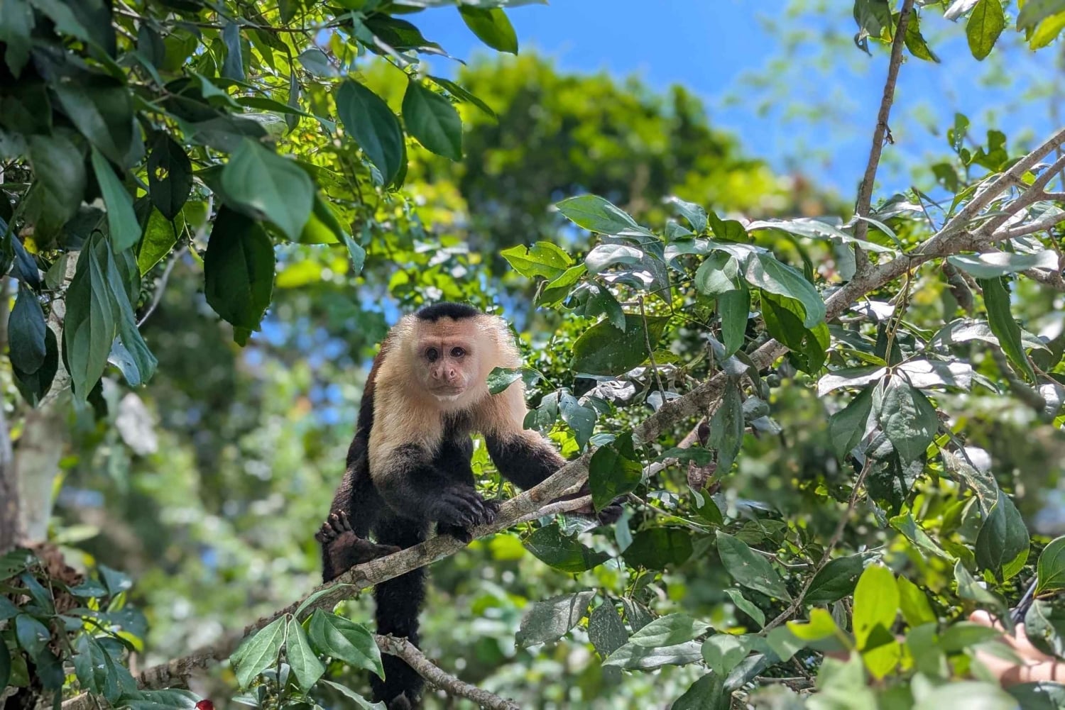 Panama City : île privée des singes et IMAX du canal de Panama