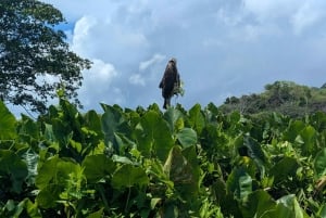 Panama City : île privée des singes et IMAX du canal de Panama