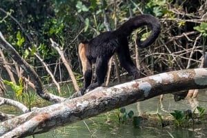 Panama City : île privée des singes et IMAX du canal de Panama