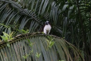 Ciudad de Panamá: Excursión al Parque Nacional de Soberanía