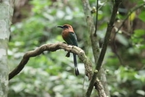 Panama City: Soberania National Park Hiking Tour