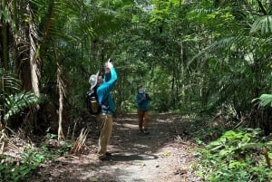 Panama City : Randonnée dans le parc national de Soberania