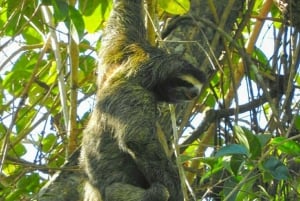 Panama City: Wycieczka piesza do Parku Narodowego Soberania