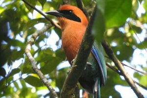 Cidade do Panamá: Caminhada no Parque Nacional Soberania