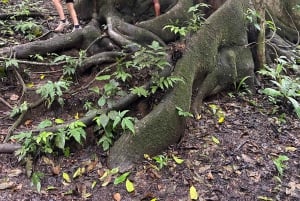 Panama City: Soberania National Park Private Rainforest Hike