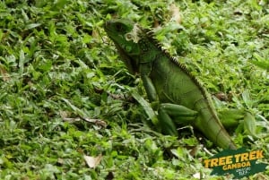 Panama Stad: Soberania Nationaal Park privéwandeling door het regenwoud