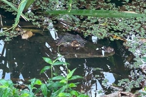 Panama Stad: Soberania Nationaal Park privéwandeling door het regenwoud