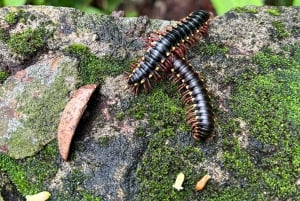 Panama Stad: Soberania Nationaal Park privéwandeling door het regenwoud